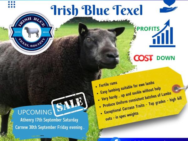 Blue Texel sale Carnew 30th September
