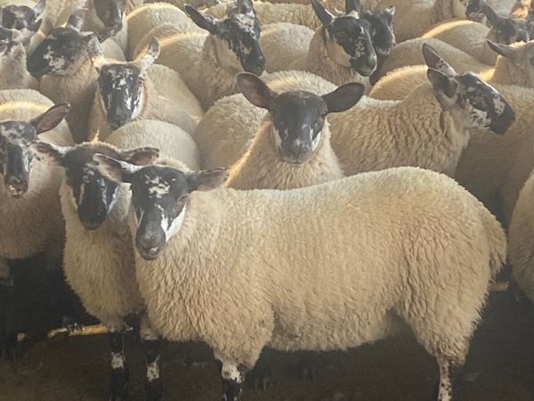 Suffolk mules & texel mule lambs for sale in Antrim for £123 on DoneDeal