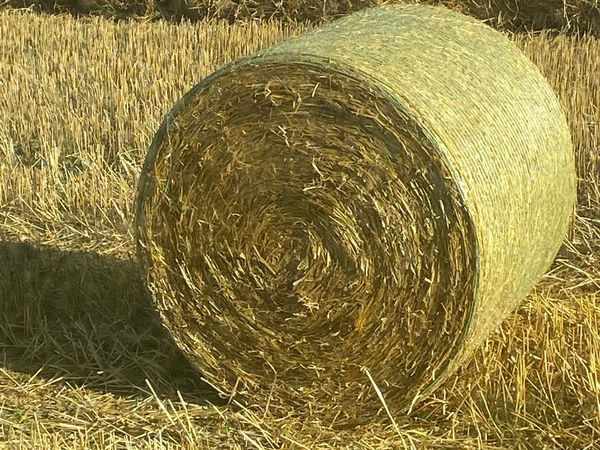 oaten straw | 99 All Sections Ads For Sale in Ireland | DoneDeal