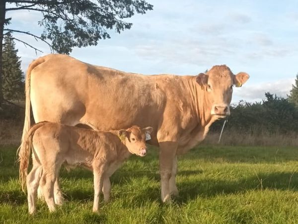 Pedigree limousin heifer with calf at foot