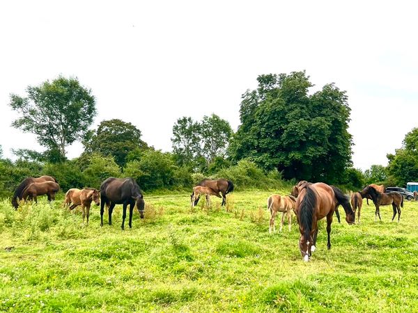 Connemara Mares /Foals/Yearlings/ 2 Stallions