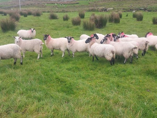 Mule Ewe Lambs(14)