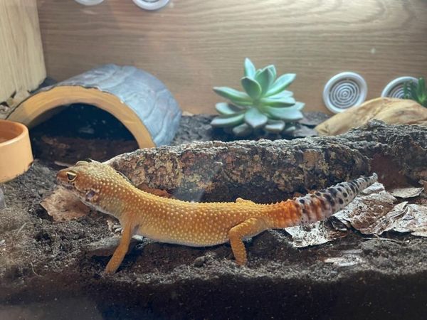 Gecko leopard for sale