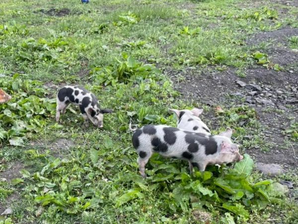Gloucestershire Old Spot weaners, piglets