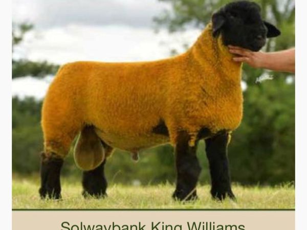 Pb Suffolk Ram lambs