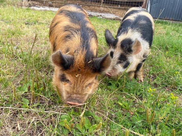 2 Female Kune Kune pigs PBNR price for pair
