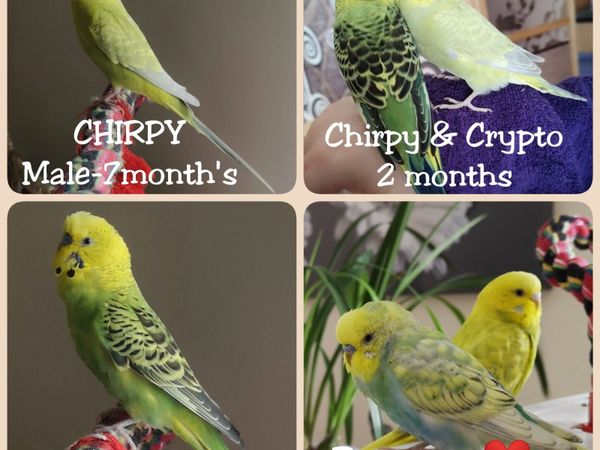 budgies | 82 Birds Ads For Sale in Ireland | DoneDeal
