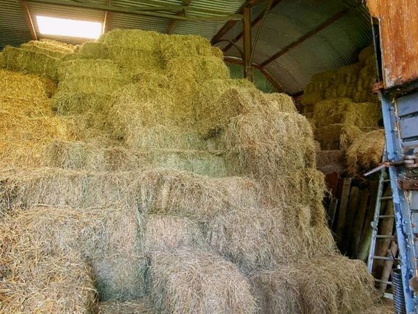Small square bales organic hay