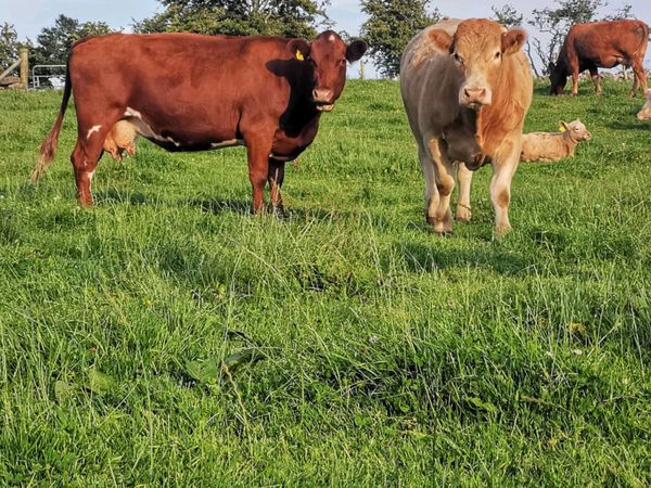 COWS AND CALFS / CLEARANCE SALE