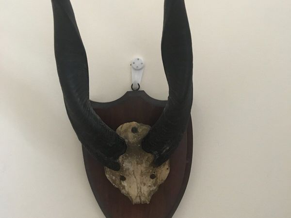 Antelope Horns Mounted on Mahogony Plaque