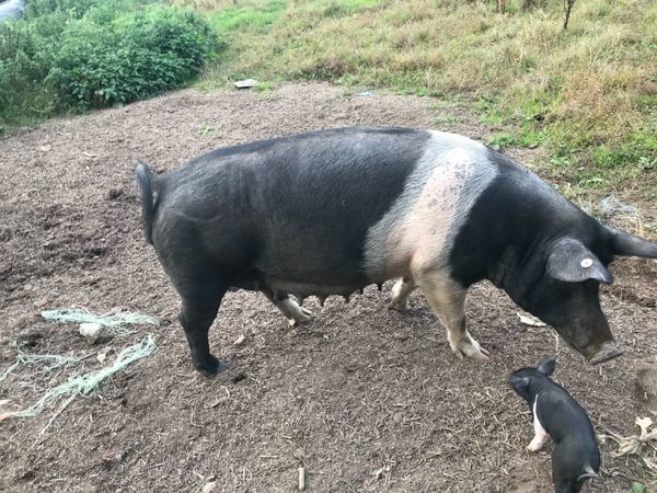 Organic Saddleback Sow with 10 piglets