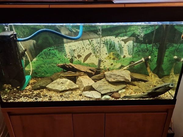 Fish Tank includes All Equipment+Fishes