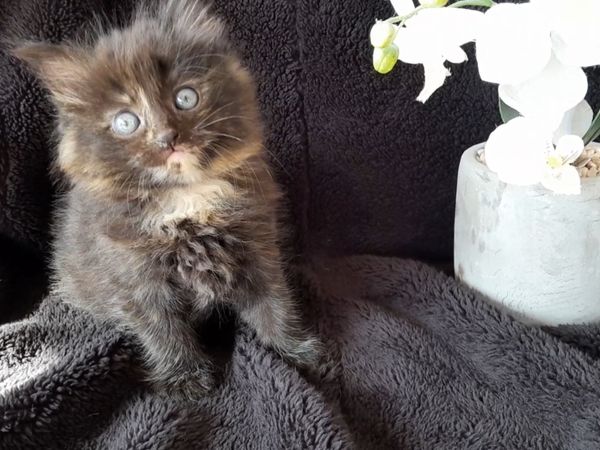 Maine Coon British Shorthair X transport available