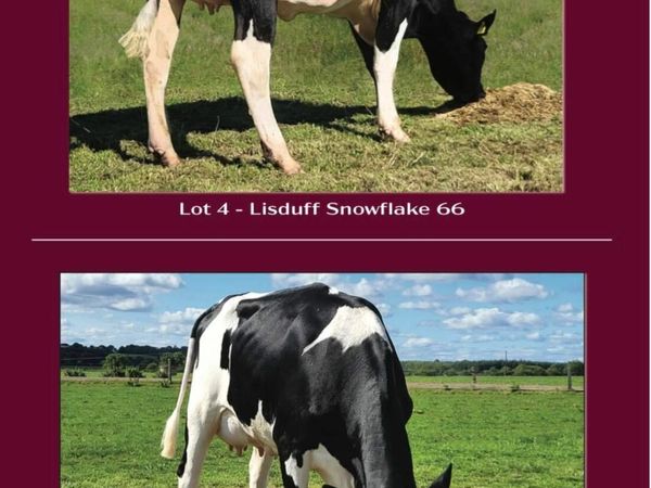 Lisduff Herd Dairy Sale