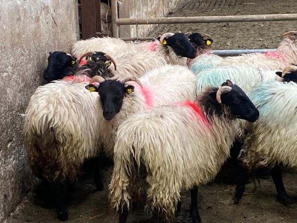 21 mountain ewe lambs