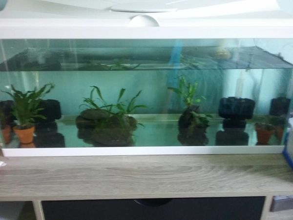 80 litre aquarium / Fish Tank Set + 5 live plants