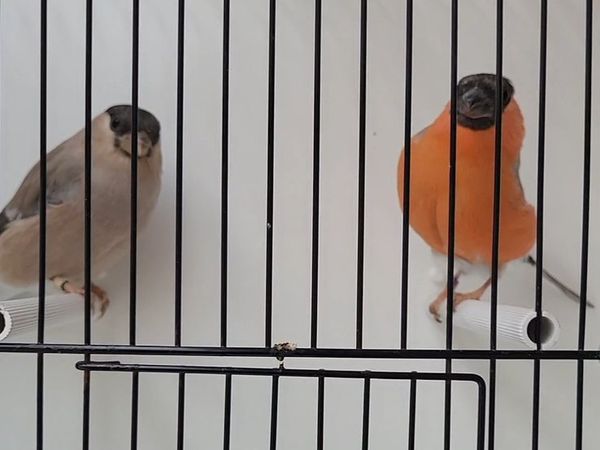 Pairs of birds