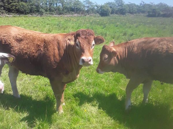 Pure bred limousine bulls and heifers for sale