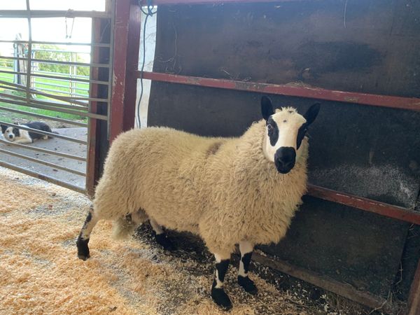 Kerry hill ram lamb
