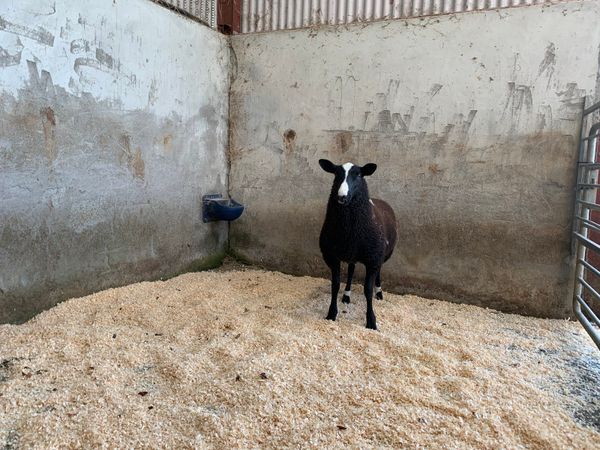 Zwartble shearling and ram lamb