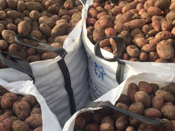 Potatoes €120 bulk bag - located near ploughing’22