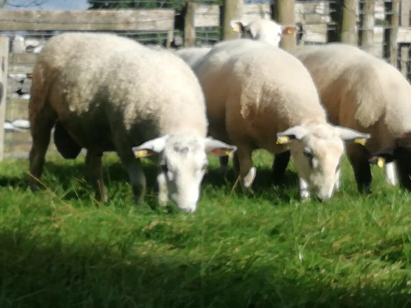 Aberfield, Texel and Suffolk Rams