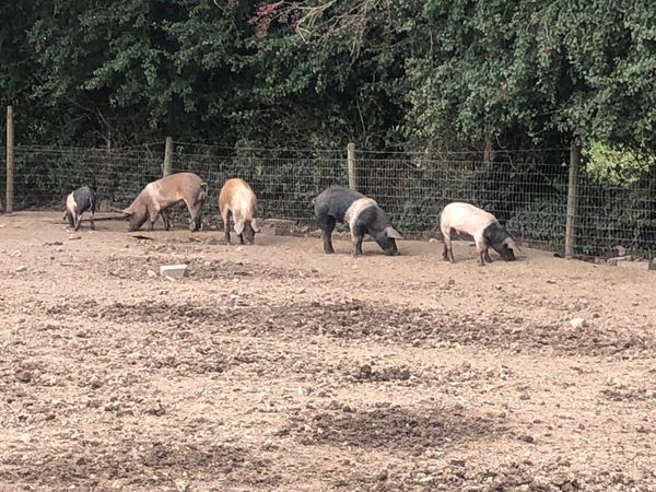 PRICE DROP ON breeding boars