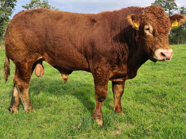 Pedigree Limousin Bulls