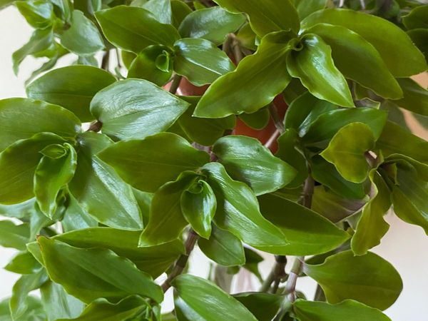 Tradescantia Green Hill- Cuttings For Sale