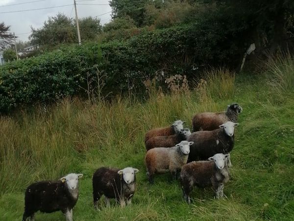 Pure bred Herdwick ewe lambs