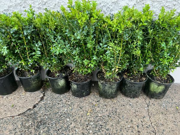 Box Hedging for sale €2.50/plant 30cm+