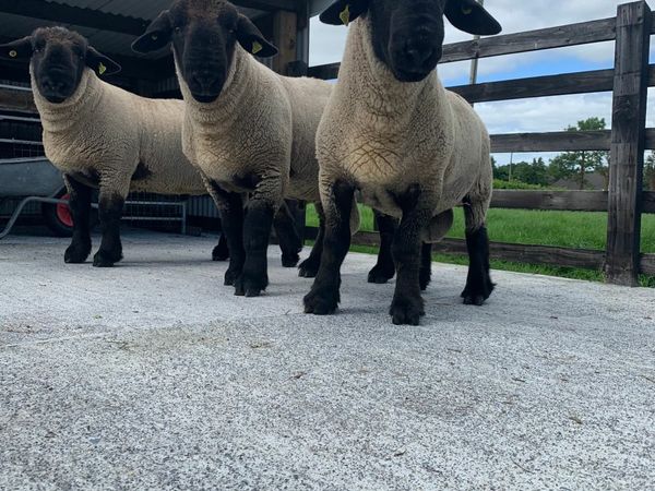 PBNR - Suffolk Hogget Rams for sale