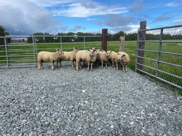 12 Pedigree Charollais Registered Ewe Lambs