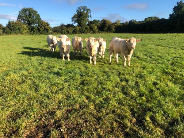Lisnagre Herd: 6  top qualify pedigree Heifers