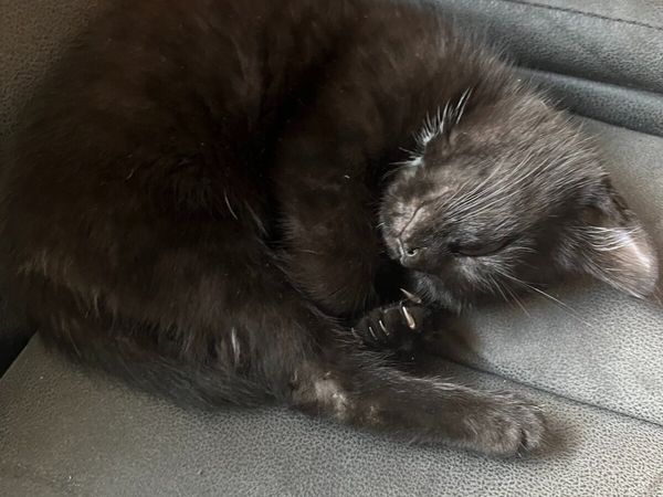 1 black kitten left, free to good home