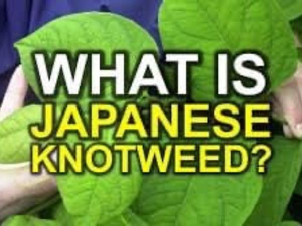 Japanese knotweed control