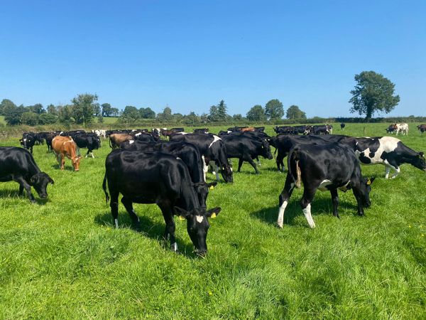 100 HEIFERS FOR LEASE, CALVING SPRING 2023