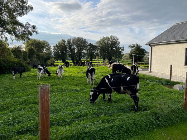 Dairy heifer weanlings