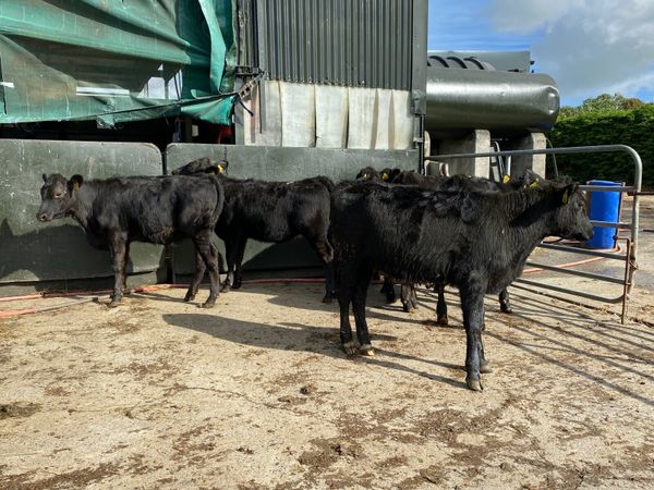 8 Super Angus weanling heifers