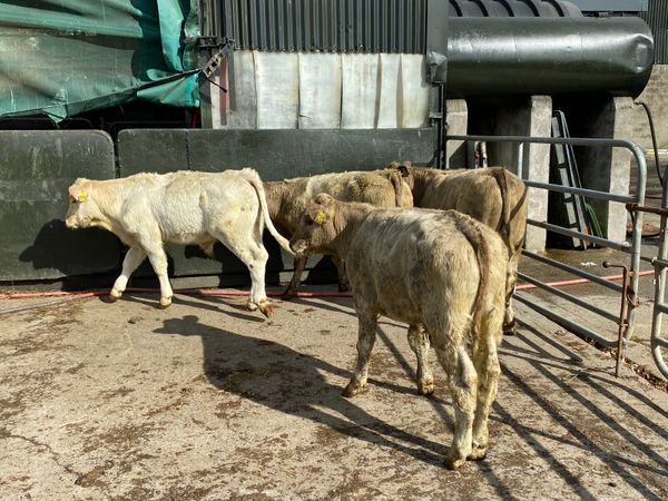 4 Smashing Suckler bred Charlaois bull weanlings