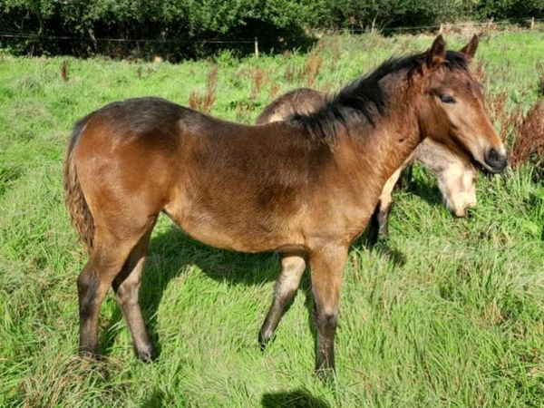 Connemara Foal N/N