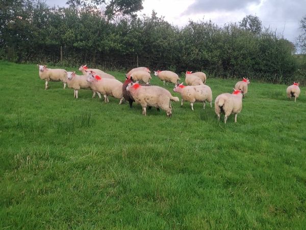 Organic ewe lambs