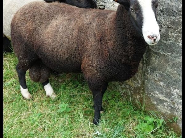 Pure Bred Zwartble Ram registered with papers