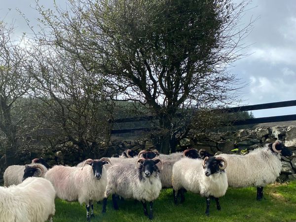 14 strong full mouth Connemara ewes