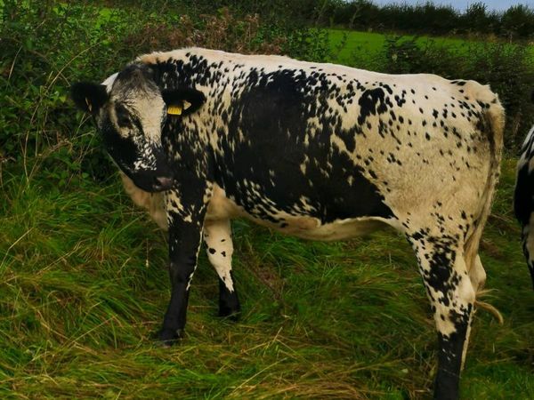 Speckled Park heifers - springing and maiden