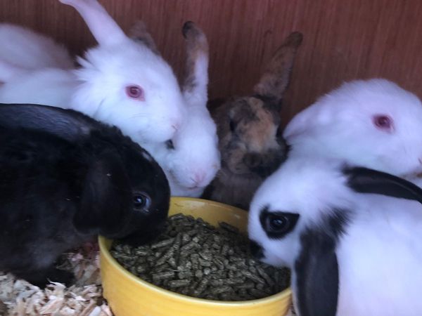 mini loop bunnies and netherland dwarf rabbits