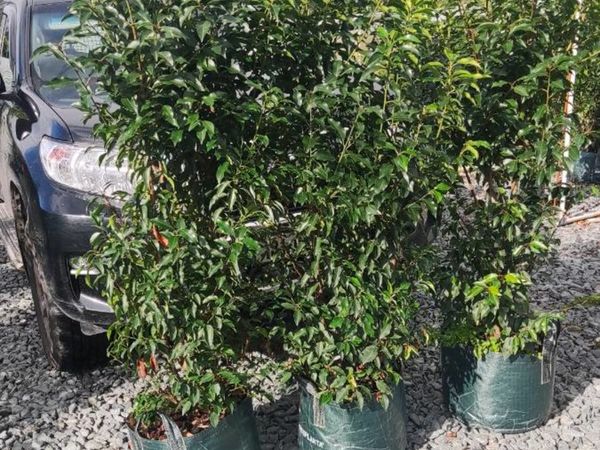 Hedging and Screening plants