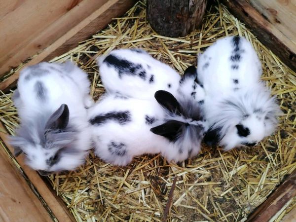 Baby Rabbits for sale