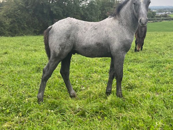 2 Connemara foals for sale