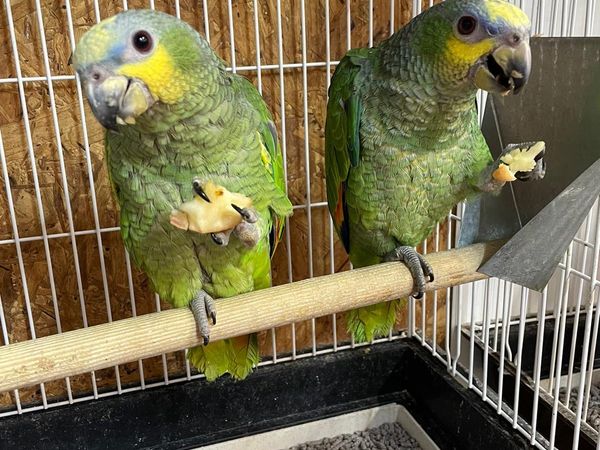 Amozon parrots